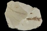 Metasequoia (Metasequoia) Fossil - Montana #110861-1